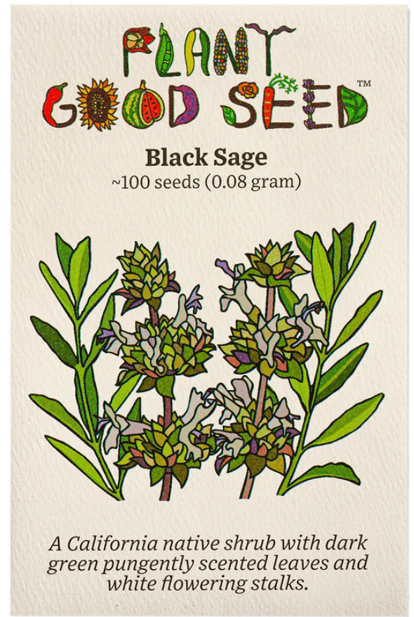 seeds - sage